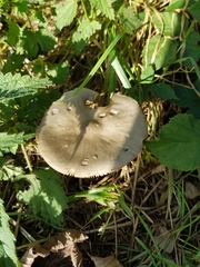 Volvopluteus gloiocephalus