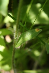 Erigeron pulchellus