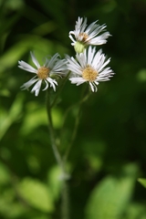 Erigeron pulchellus