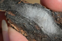 Carrhotus xanthogramma