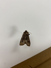 Agrotis exclamationis
