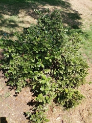 Baccharis pilularis