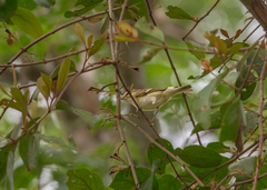 Phylloscopus inornatus