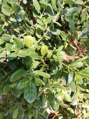 Baccharis pilularis