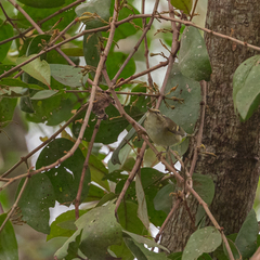Phylloscopus inornatus