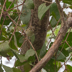 Phylloscopus inornatus