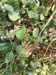Baccharis pilularis