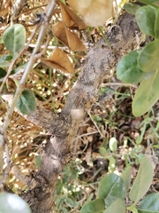 Baccharis pilularis