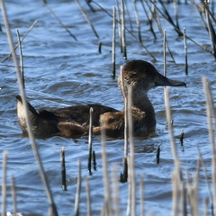 Heteronetta atricapilla