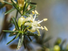 Asparagus acutifolius