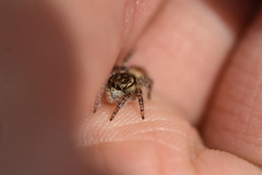 Carrhotus xanthogramma