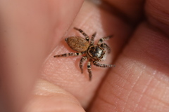 Carrhotus xanthogramma