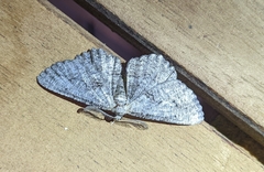 Cymatophora approximaria