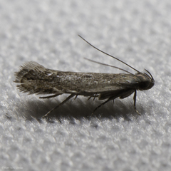 Battaristis concinnusella