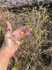 Symphyotrichum adnatum