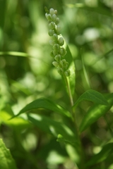 Polygala senega