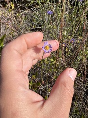 Symphyotrichum adnatum