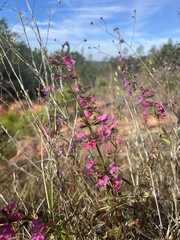 Dicerandra linearifolia robustior