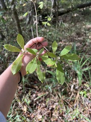 Rhododendron austrinum
