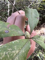Rhododendron austrinum