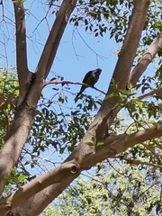 Myiopsitta monachus