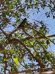 Myiopsitta monachus
