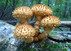 Pholiota