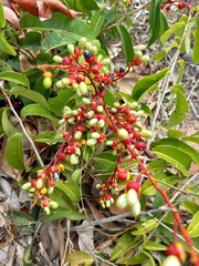 Ouratea hexasperma