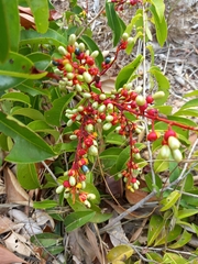 Ouratea hexasperma