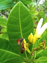 Polybia