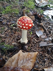 Amanita muscaria muscaria