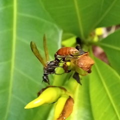 Polybia