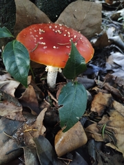 Amanita muscaria muscaria