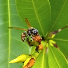 Polybia