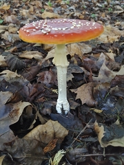 Amanita muscaria muscaria