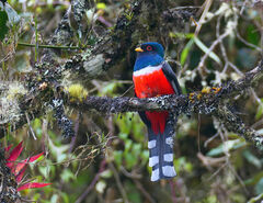 Trogon personatus