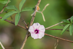 Ipomoea heptaphylla