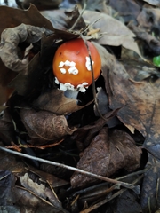 Amanita muscaria muscaria