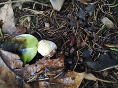 Amanita muscaria muscaria