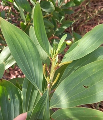 Angiospermae