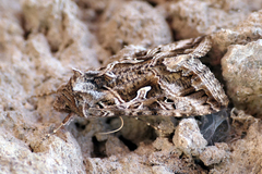 Cornutiplusia circumflexa