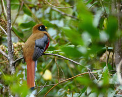 Trogon personatus