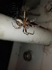 Larinioides cornutus