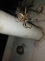 Larinioides cornutus