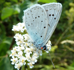Polyommatus daphnis