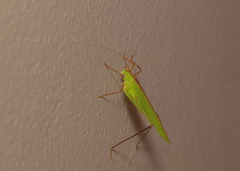 Phaneroptera nigroantennata