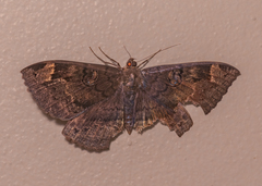 Erebus hieroglyphica