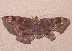 Erebus hieroglyphica