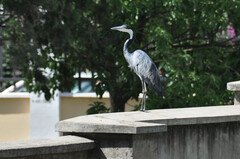 Ardea melanocephala