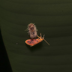 Miltochrista arcuata